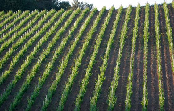 Vigneti di Brolio 2 Copia Vigneti di Brolio 2 Copia