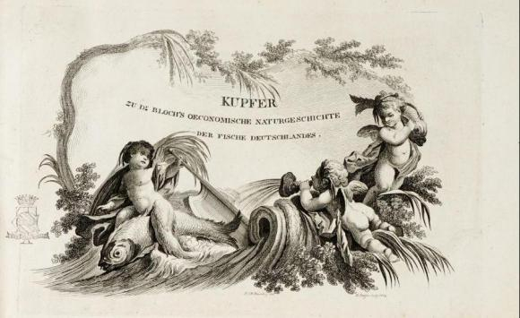 gonnelli 1