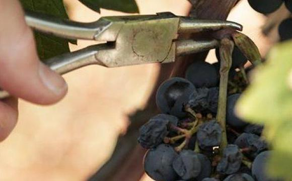 vendemmia vendemmia