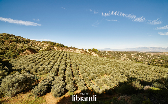 Oliveti Tenute Librandi Copia Oliveti Tenute Librandi Copia