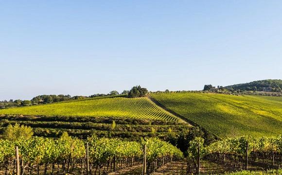 antinori asta antinori asta